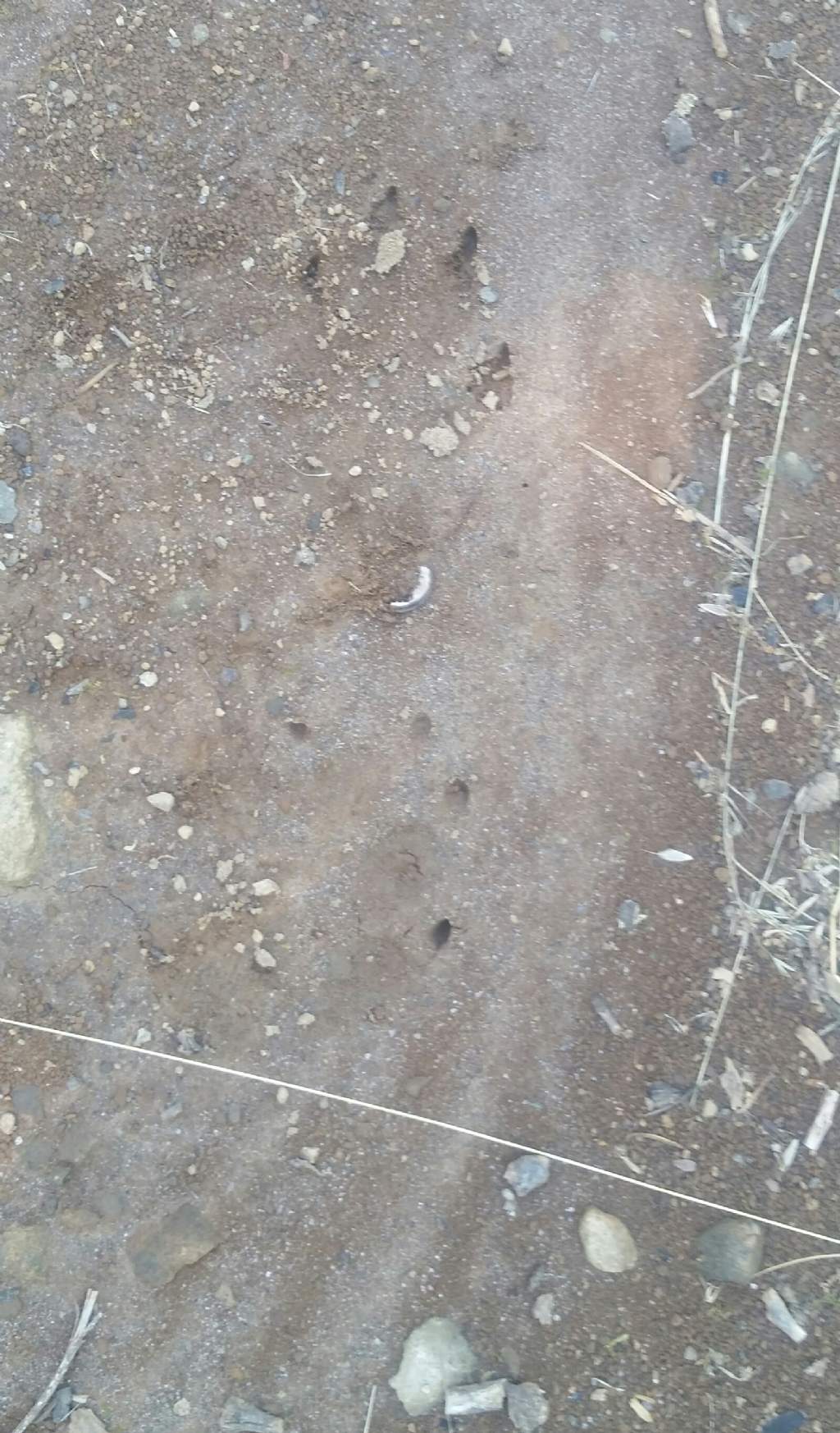 Impronte di istrice?